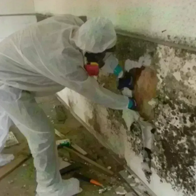 Mold Remediation and Removal in Shell Knob, MO